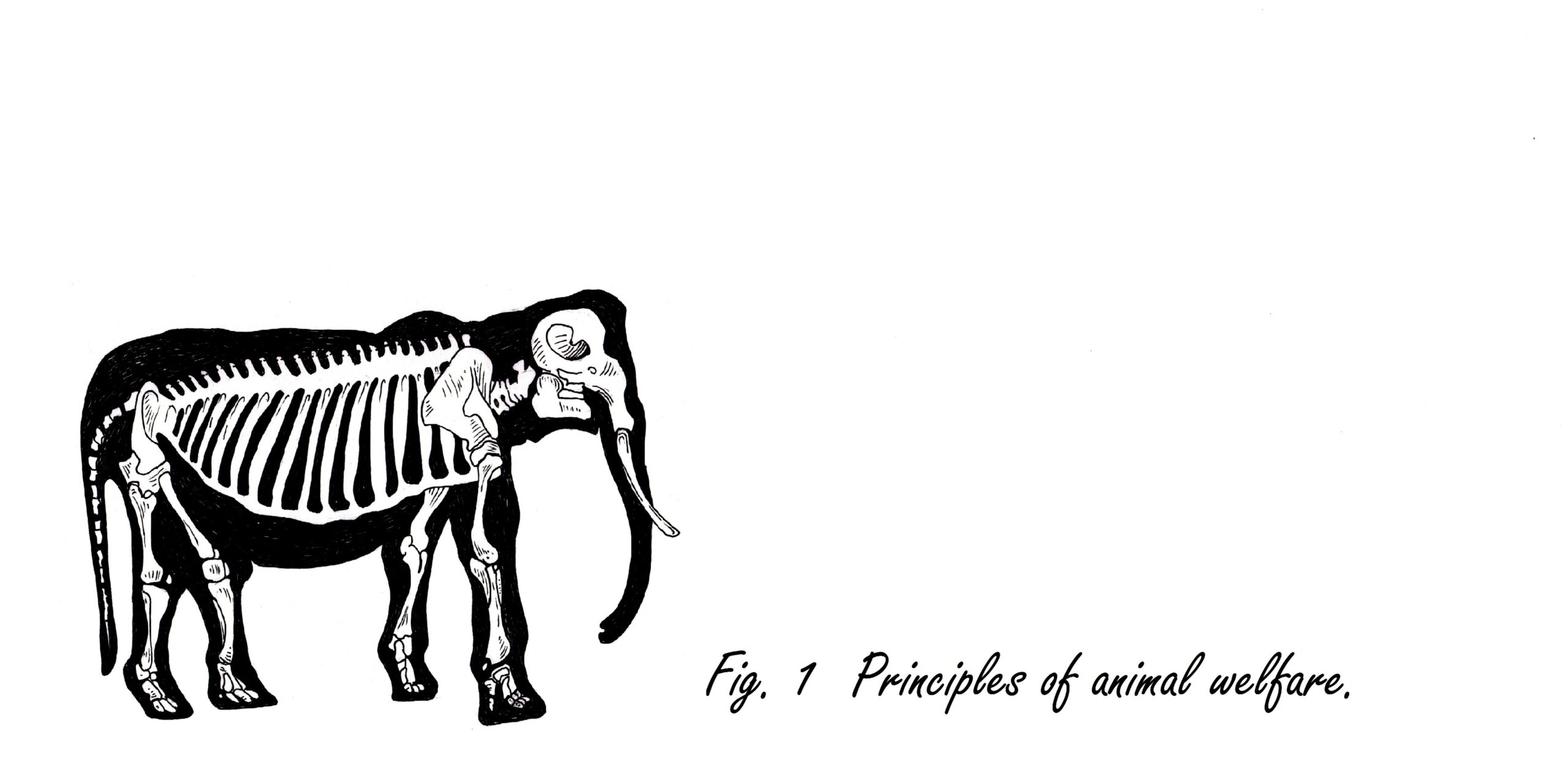 Principles of animal welfare drawing.